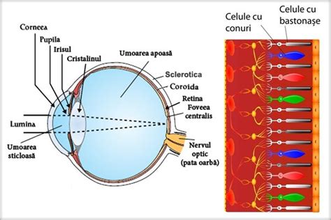 Atlasul video al chirurgiei retinei ochiului lui Jaypee